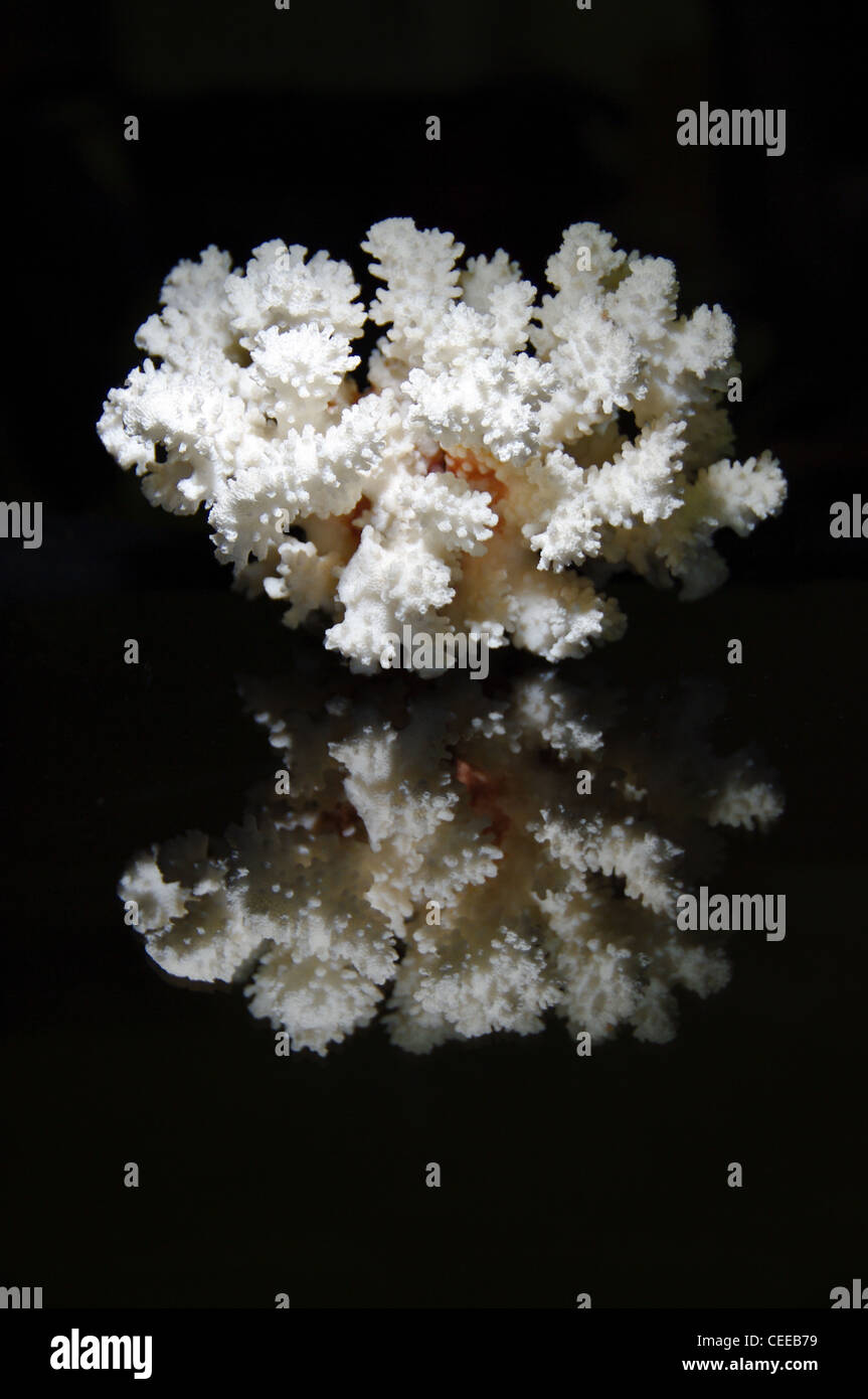 Isolated White Coral Branch Stock Photo - Download Image Now