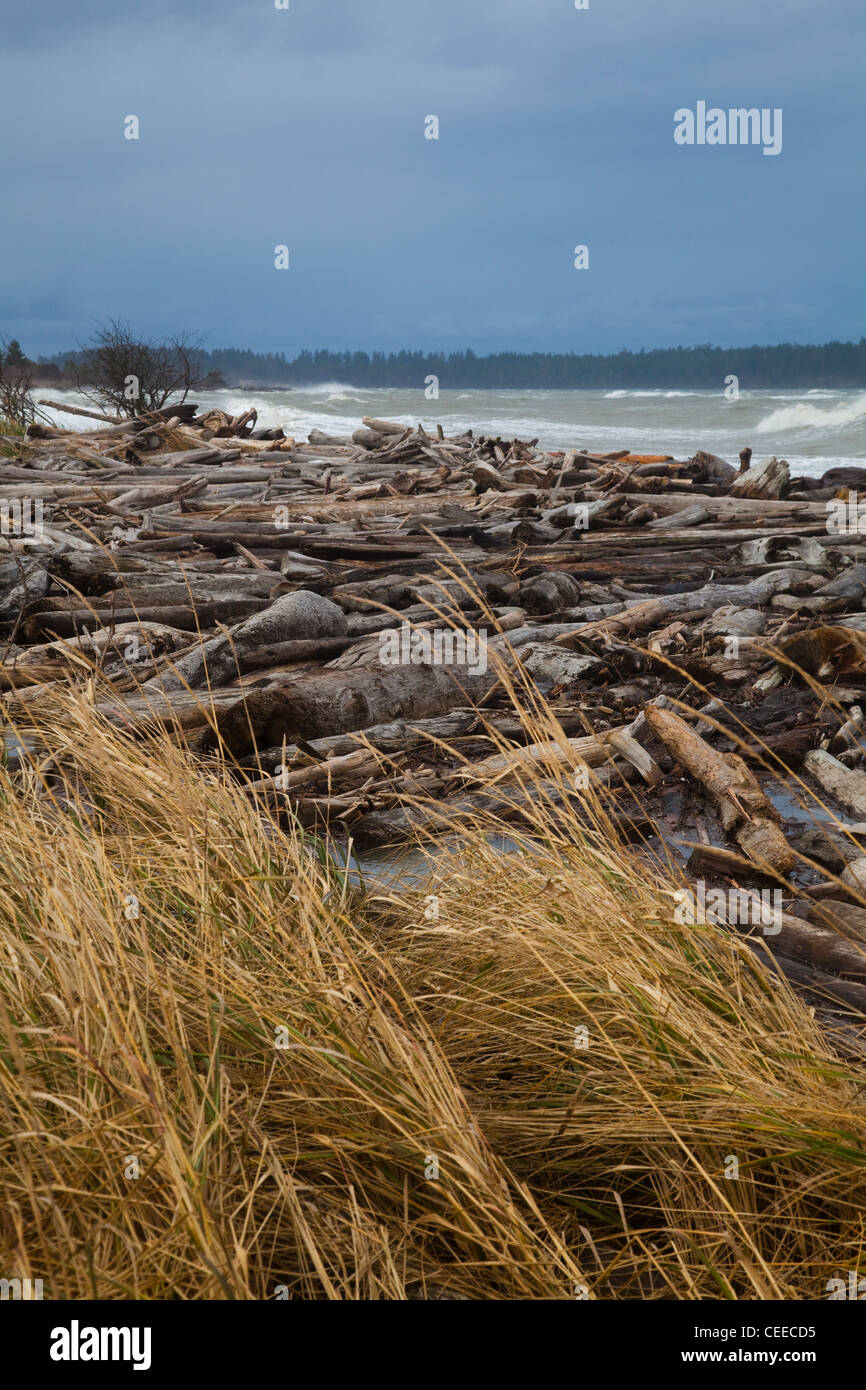 A raft of floating logs being pushed inland by a winter storm ...