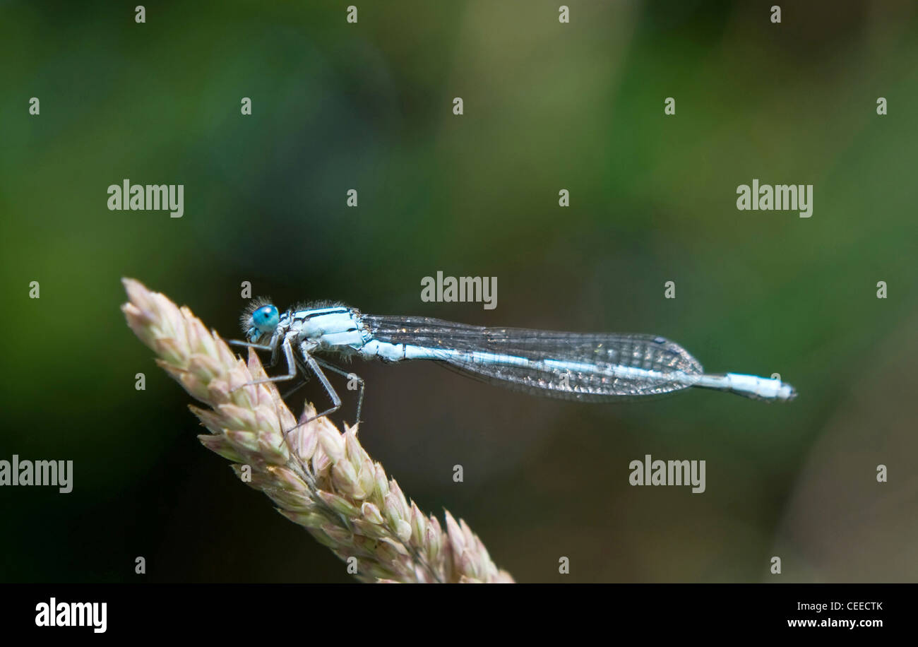 dragonfly sitting on a blade of grass in the early morning Stock Photo ...