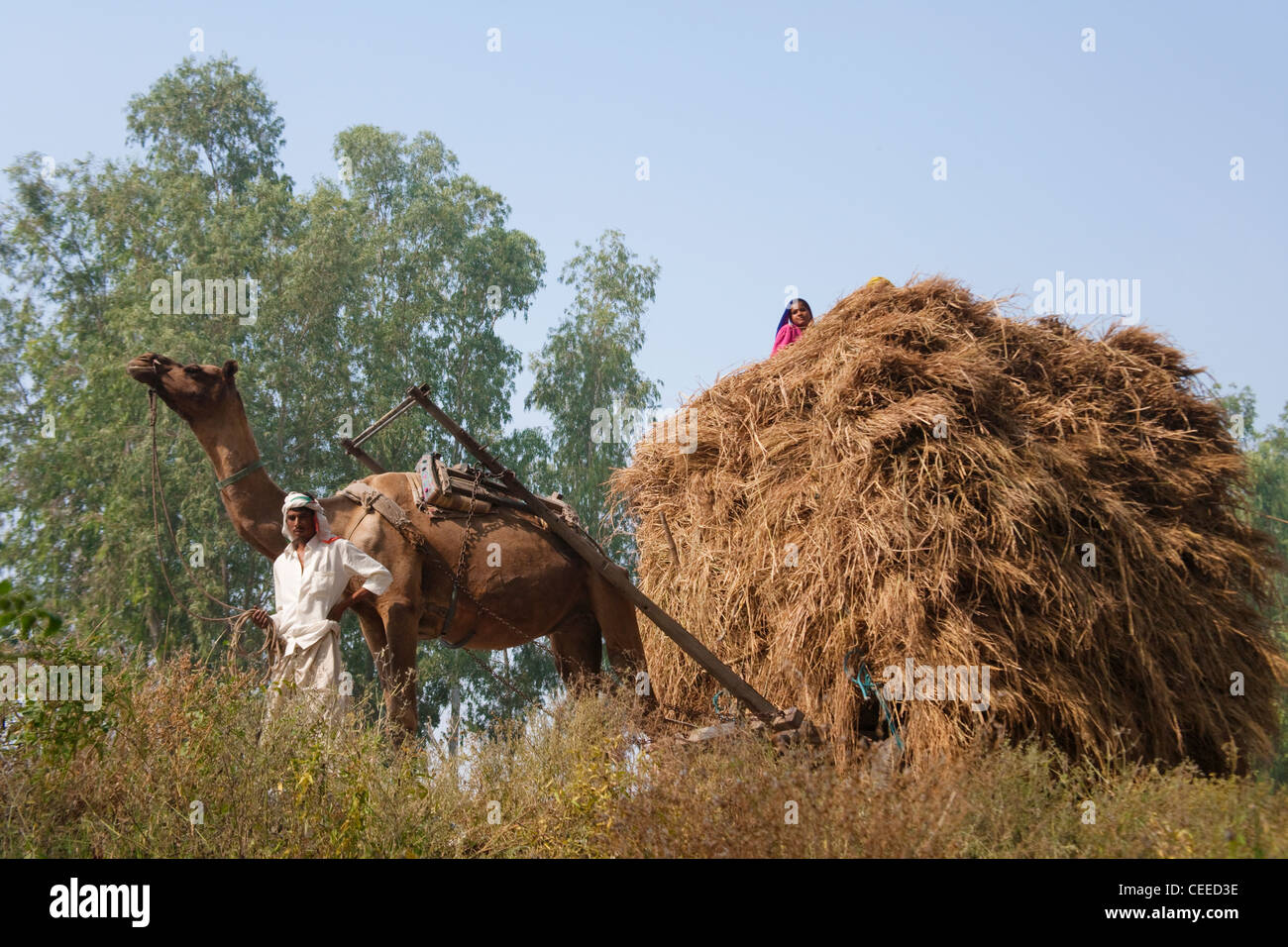 Camel cart carrying harvested wheat, Agra, India Stock Photo