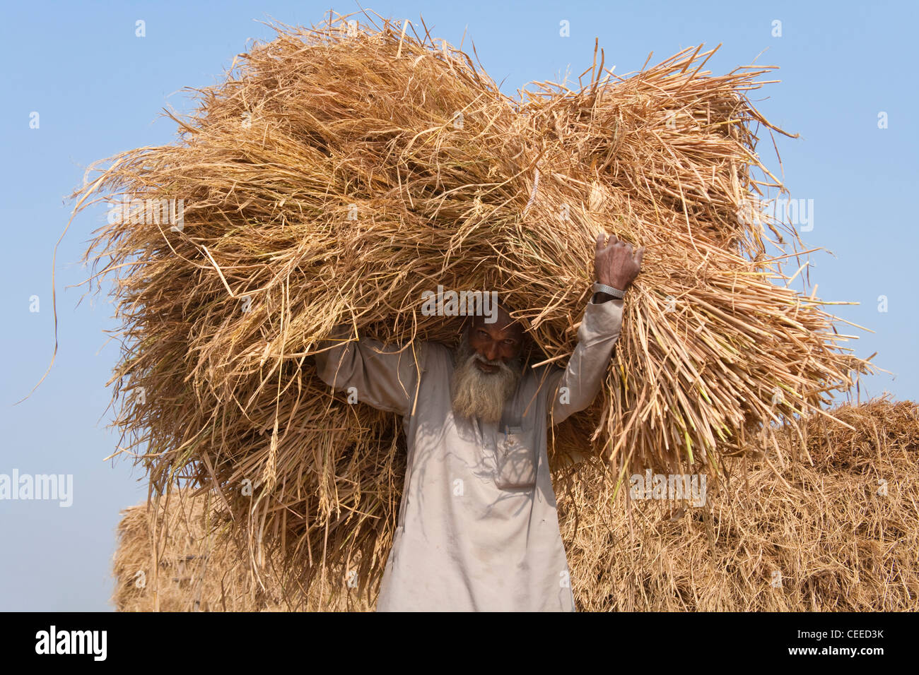 Indian agriculture carrying crops hi-res stock photography and images ...