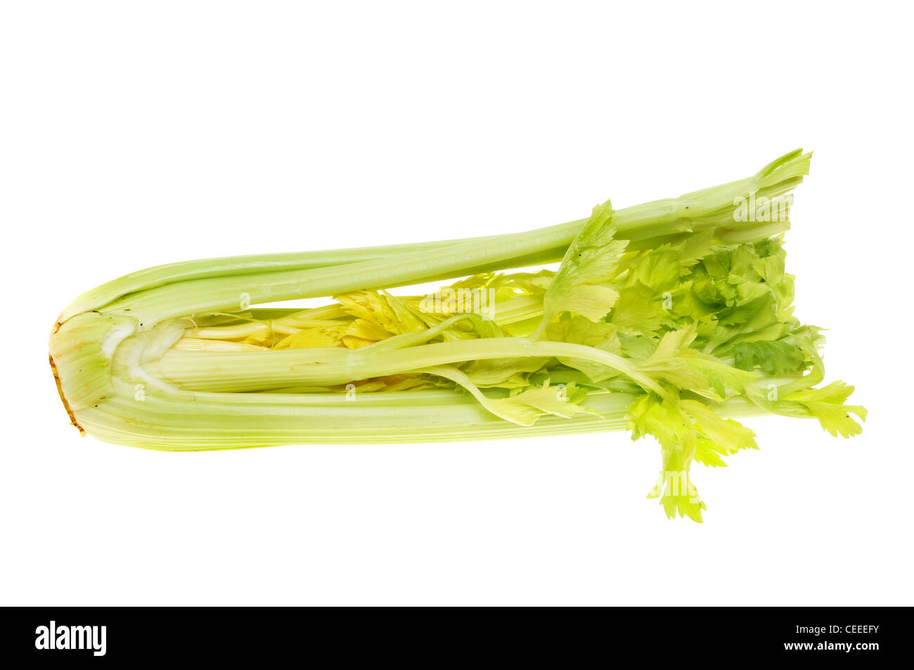 Celery stalks and leaves isolated against white Stock Photo