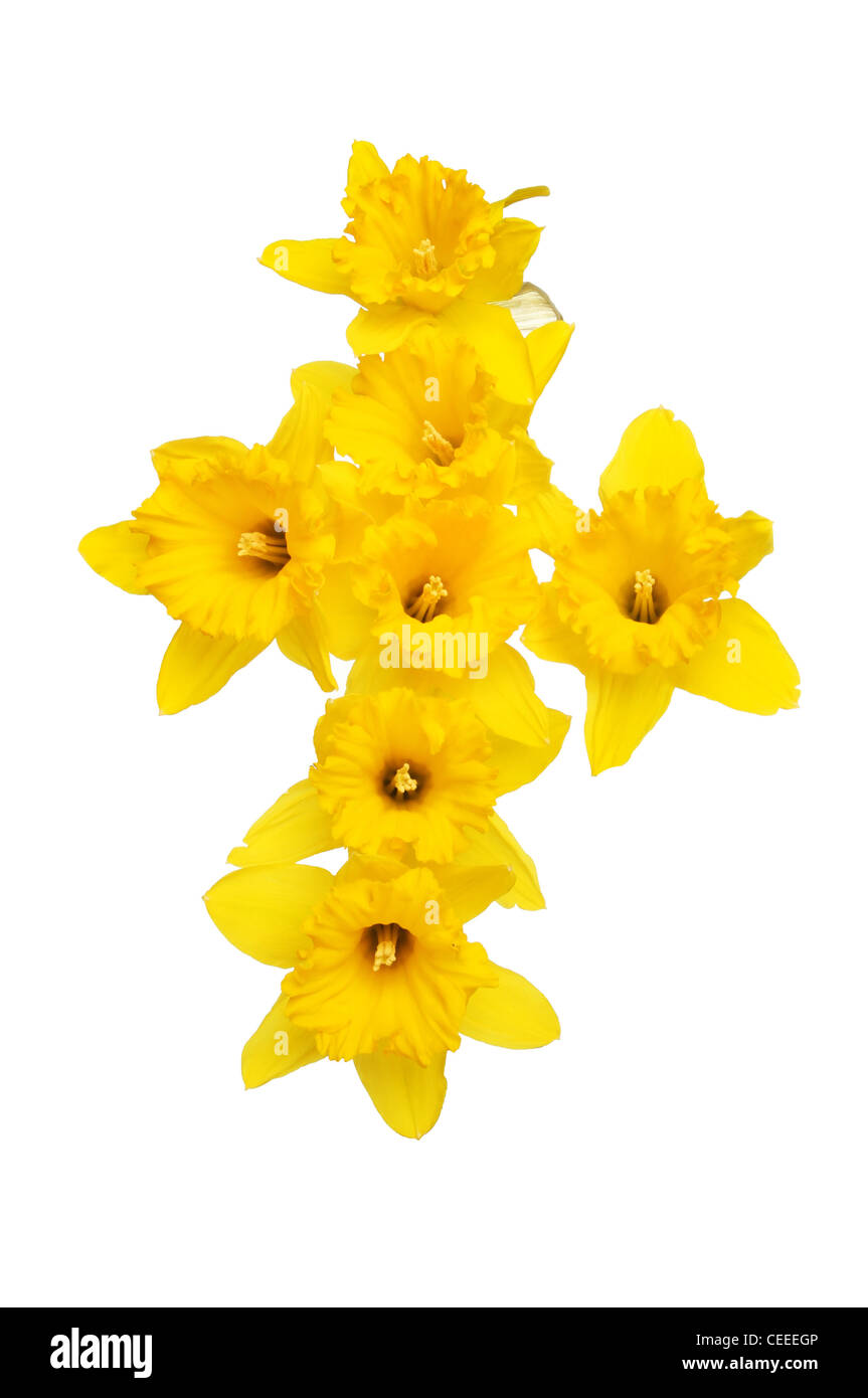 Daffodil flowers in a cross shape isolated against white Stock Photo
