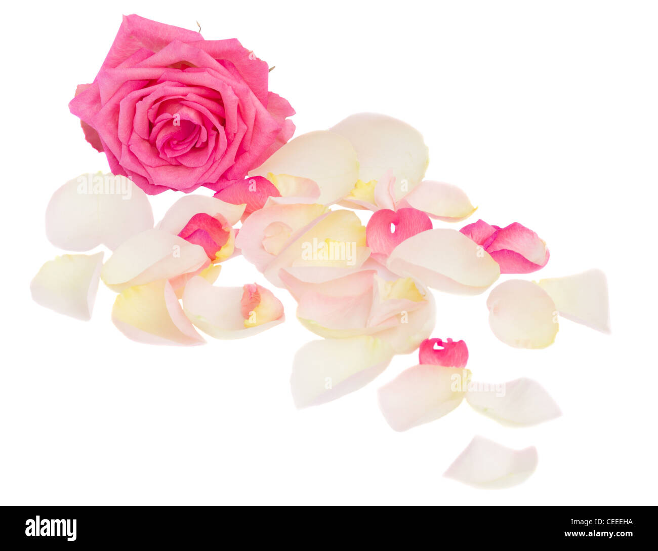 pink rose with petals isolated on white background Stock Photo - Alamy