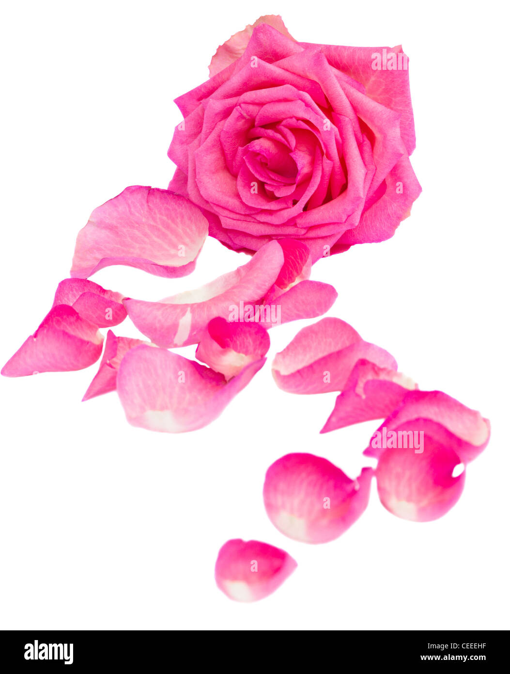 pink rose with petals isolated on white background Stock Photo - Alamy