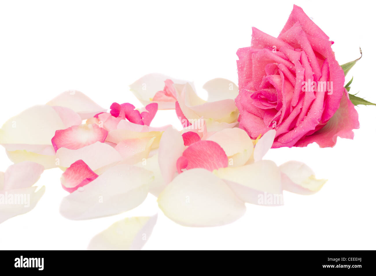 pink rose with petals isolated on white background Stock Photo - Alamy