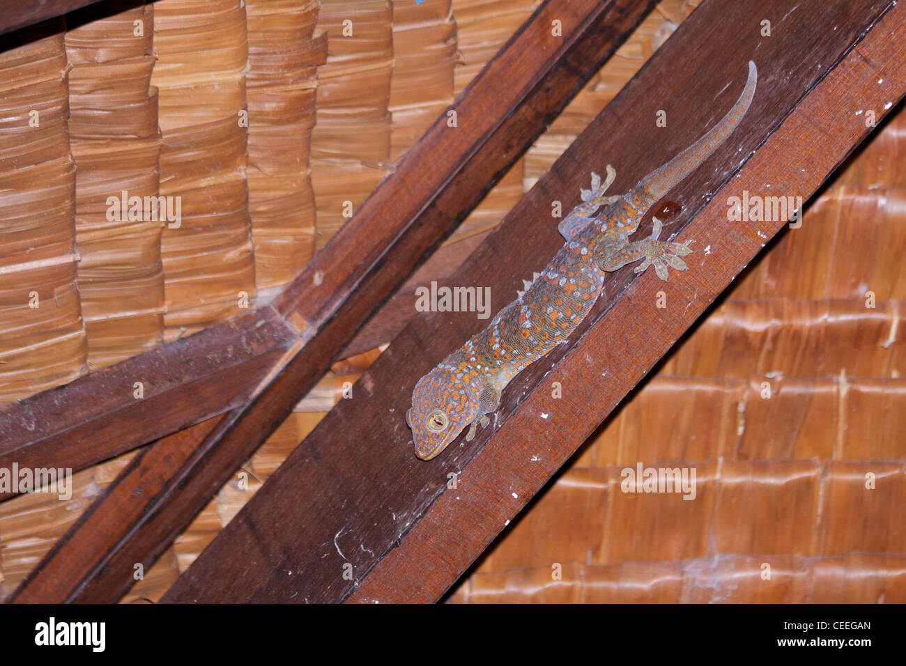 A Tokay Gecko (Gekko gecko) a nocturnal arboreal gecko and the second