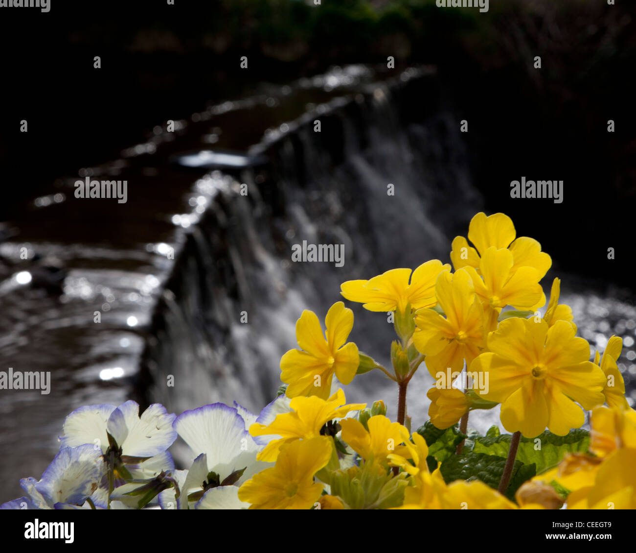Spring flowers beside the weir in Marsden, UK Stock Photo - Alamy