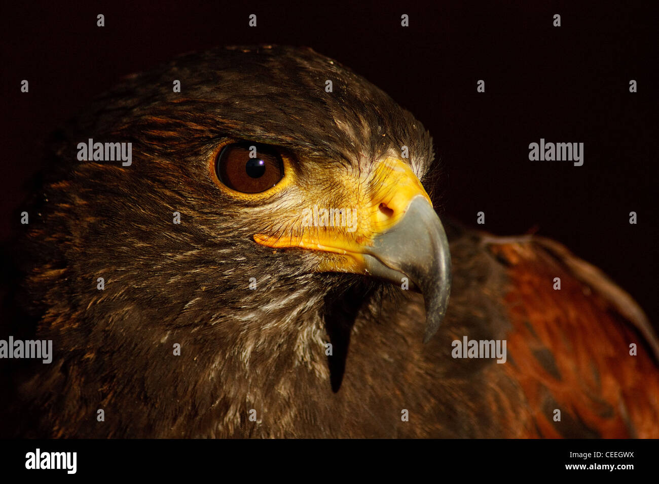A headshot of the [Harris Hawk],[Bird of Prey] known as the [Dusky Hawk or Bay Winged hawk latin name Parabuteo unicinctus Stock Photo