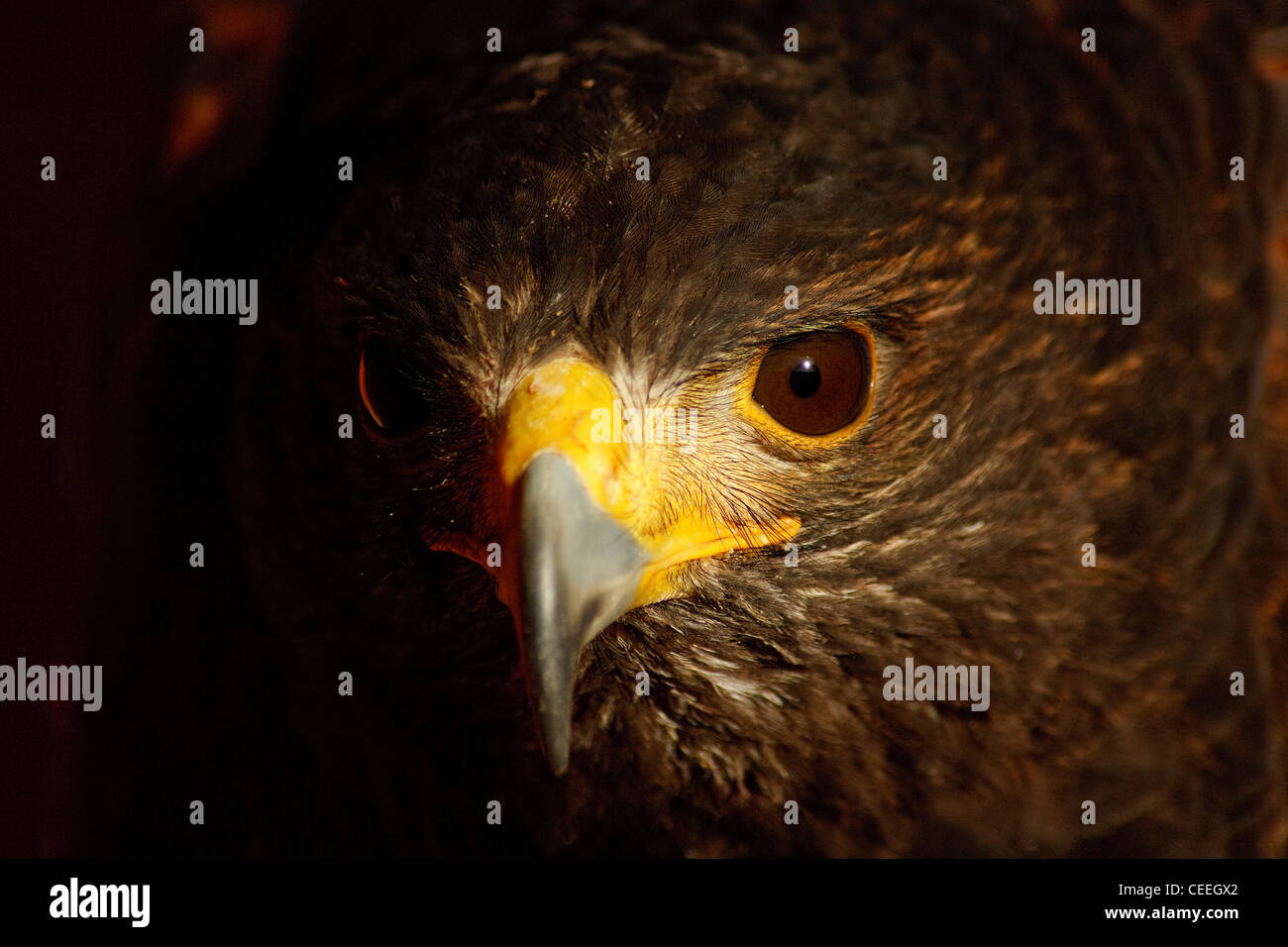 A headshot of the [Harris Hawk],[Bird of Prey] known as the [Dusky Hawk or Bay Winged hawk latin name Parabuteo unicinctus Stock Photo