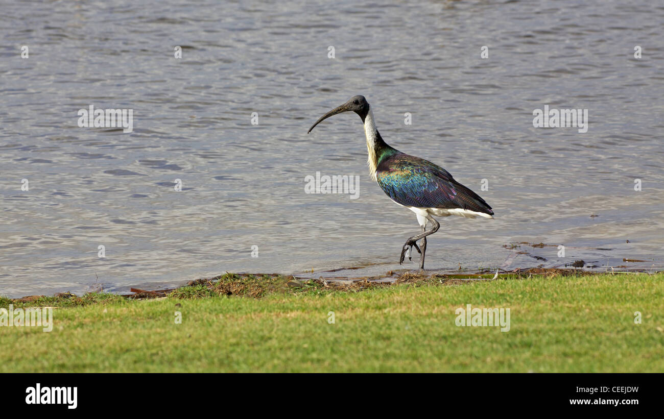 The Straw-necked Ibis (Threskiornis spinicollis) occurs in Australia, New Guinea and parts of Indonesia. Stock Photo