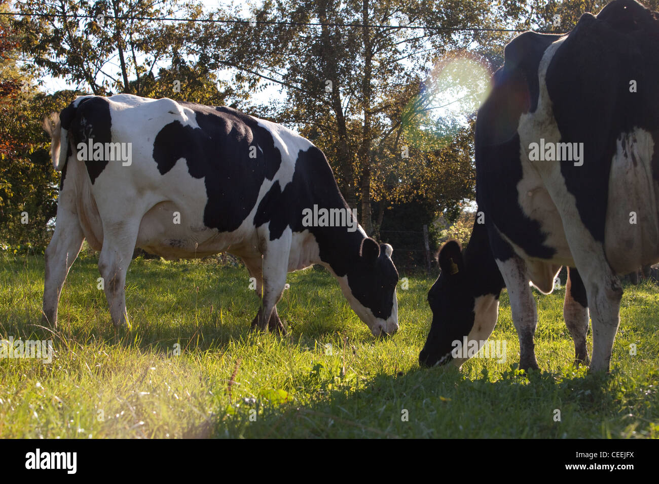 Two friesian cows black and white hi-res stock photography and images ...