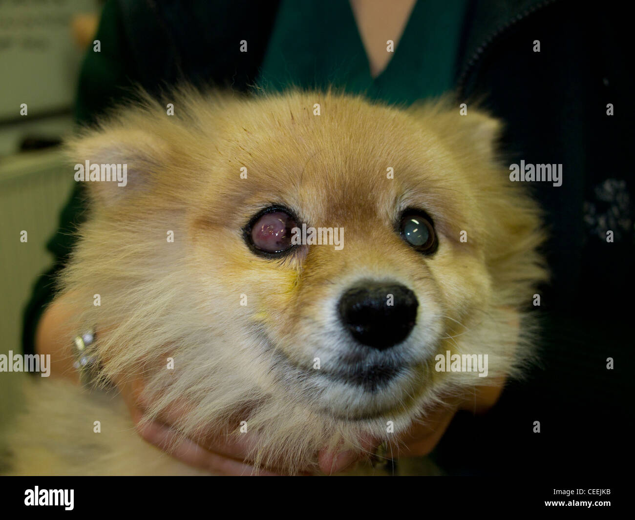 Pomeranian Dog with Corneal Ulcer Stock Photo