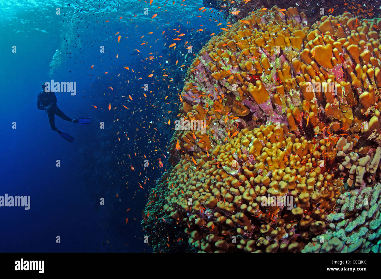 Scuba diver and hard corals, Red Sea Stock Photo