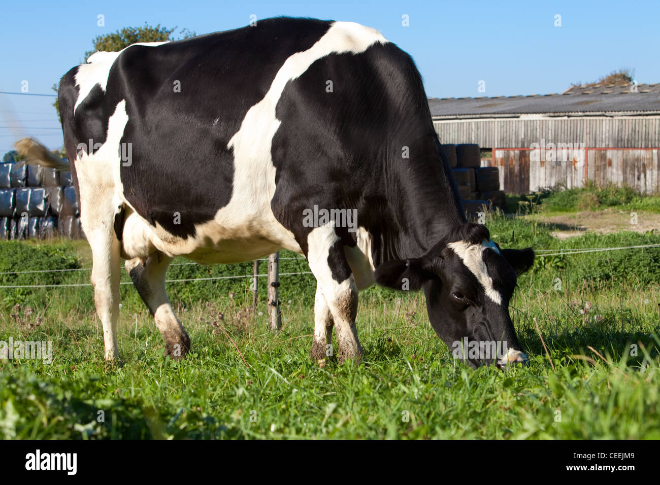 Holstein-Friesian cattle (black and white) at Newton Balance Farm near ...