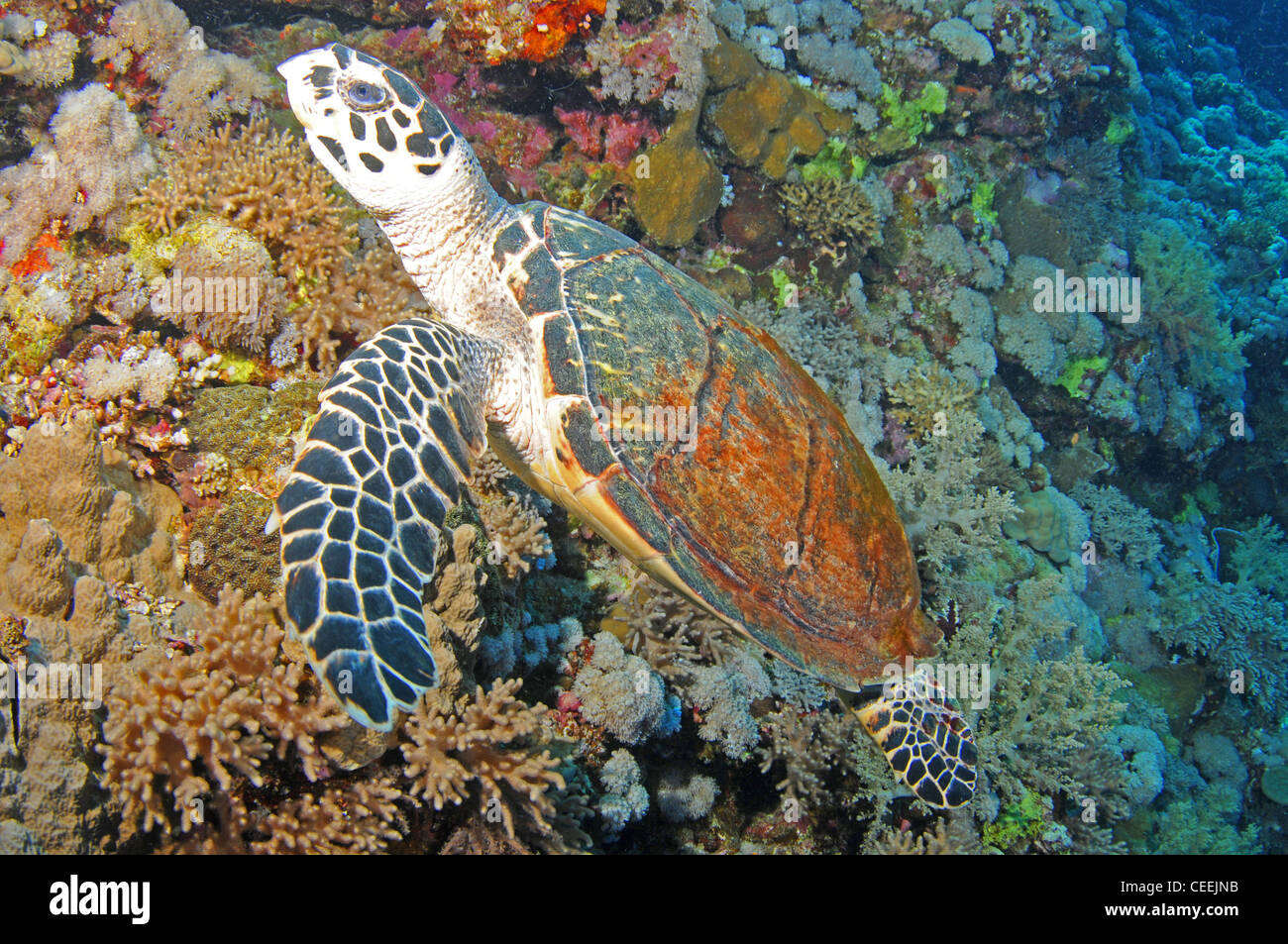 Hawksbill turtle, Red Sea Stock Photo