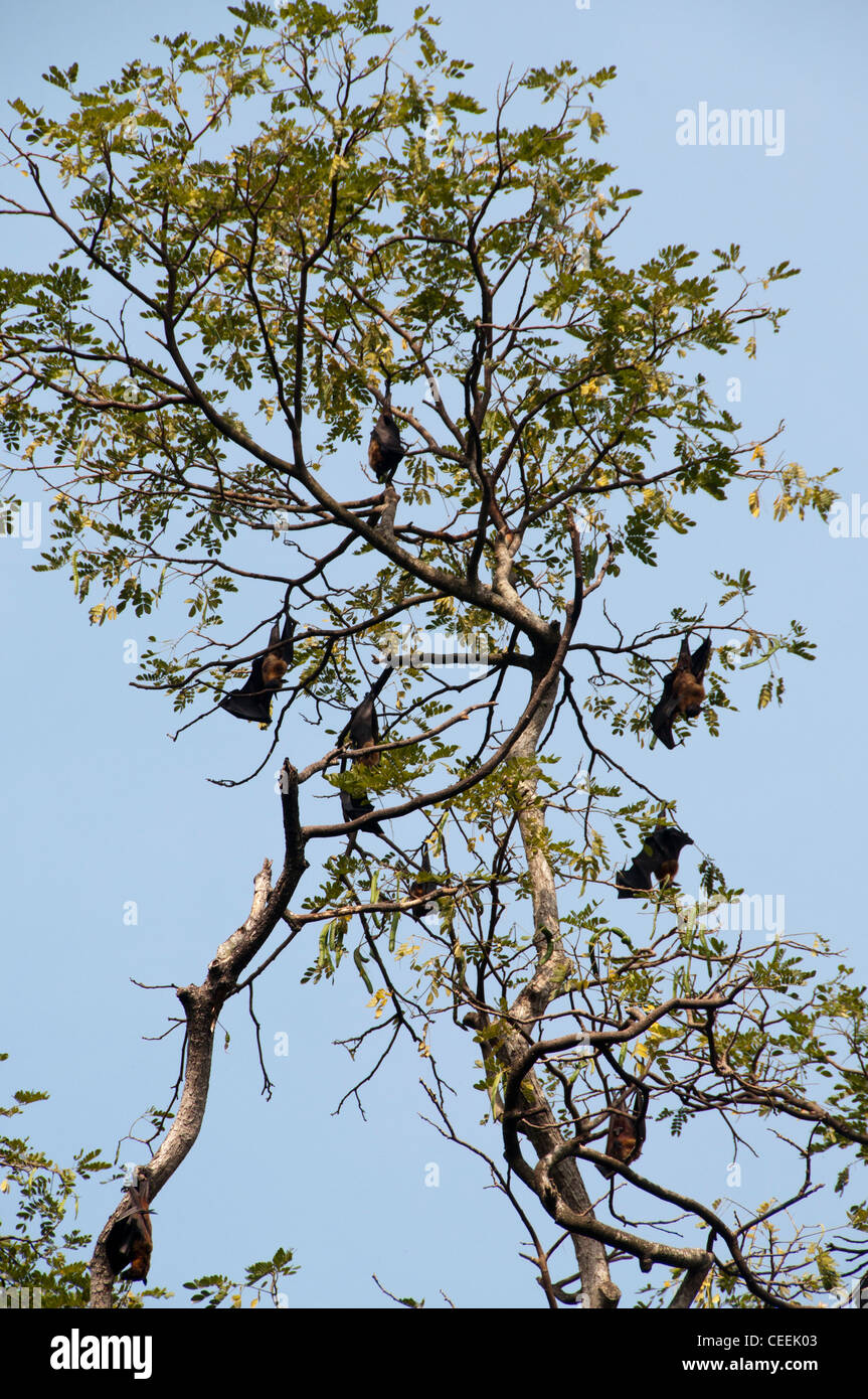 Bats hanging on tree Stock Photo Alamy