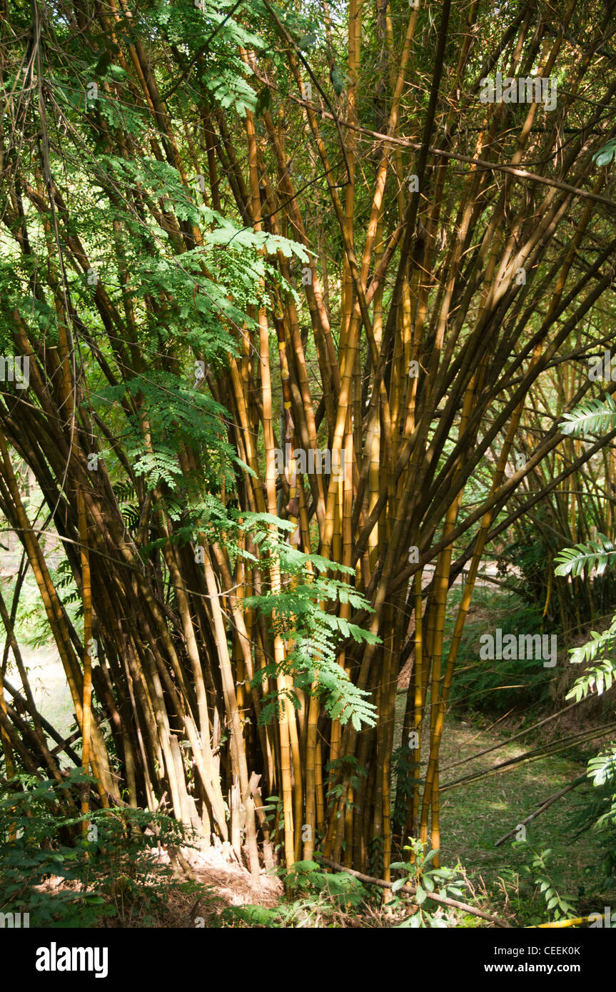 Bamboo Grove in Kerala, India Stock Photo