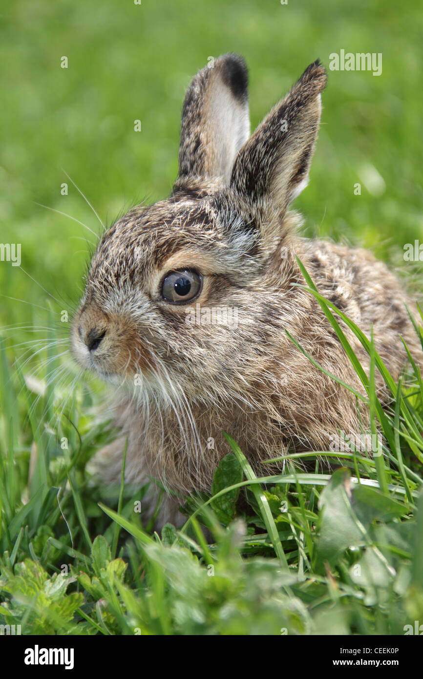 Small little hare sitting in the green grass Stock Photo