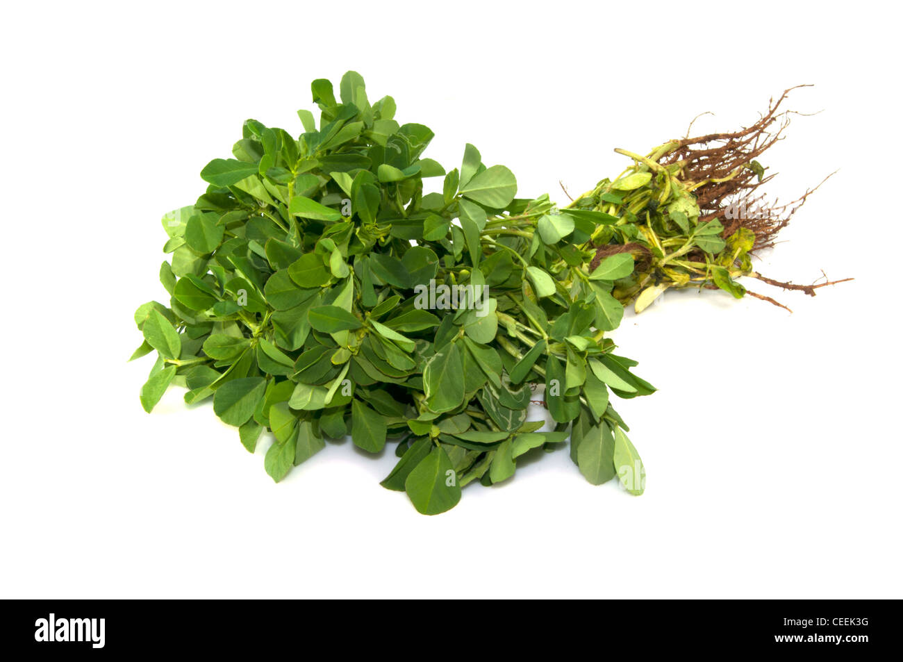 Indian spinach hi-res stock photography and images - Alamy