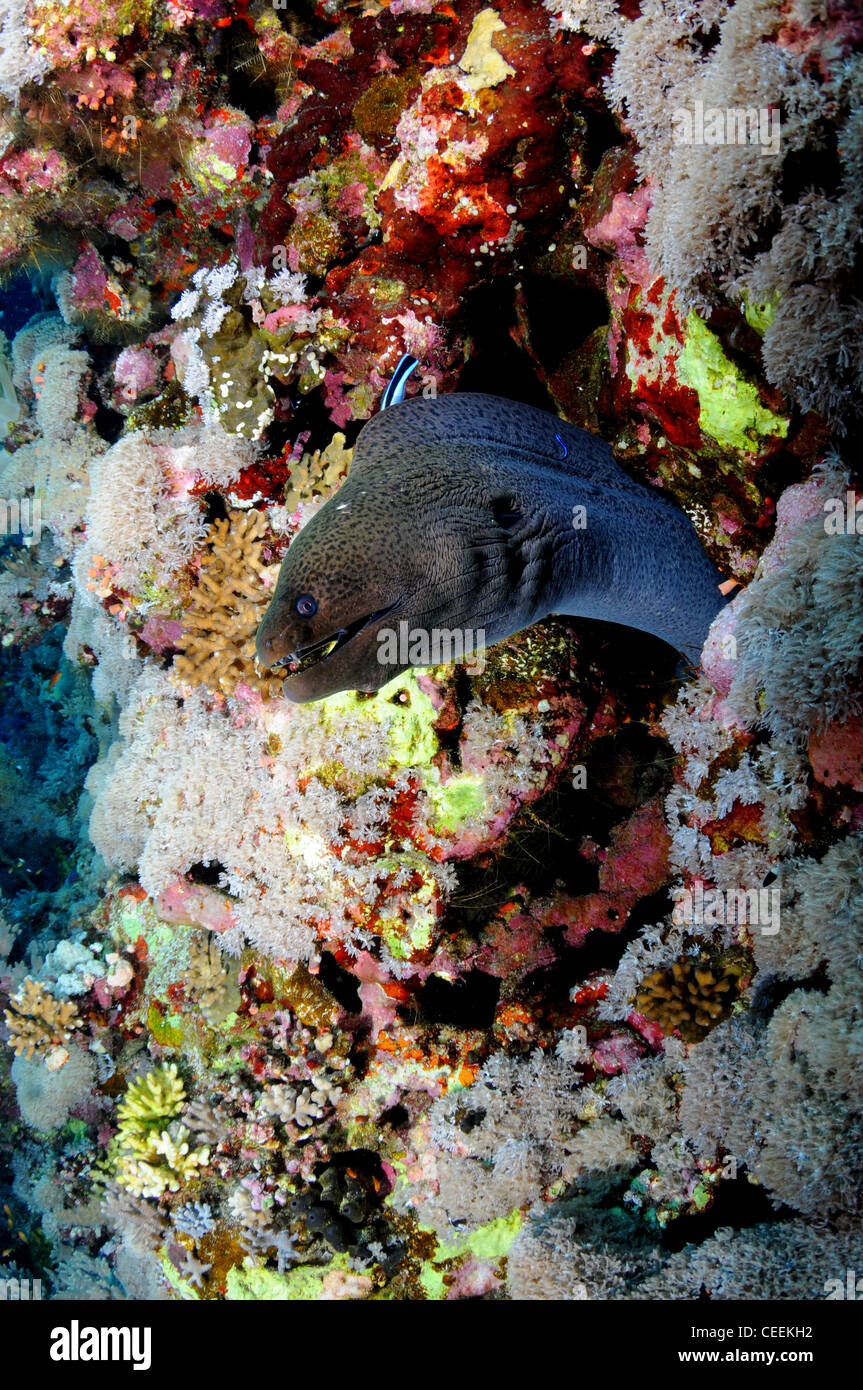 Moray eel, Red Sea Stock Photo Alamy