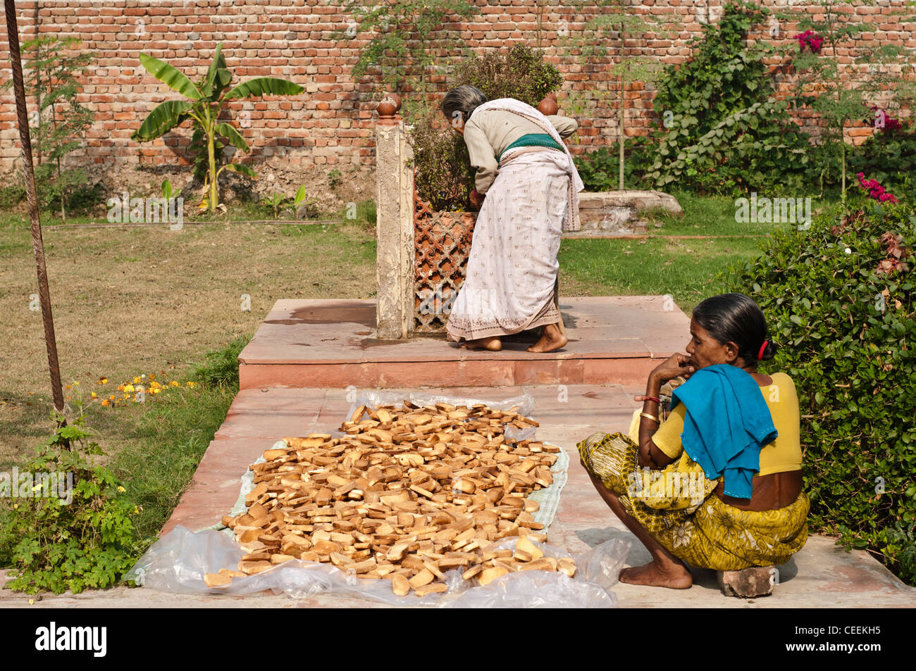 Widow performing a ritual around holy basil tree, Ma Dham Ashram, run by NGO Guild of Service, Vrindavan, Uttar Pradesh, India Stock Photo