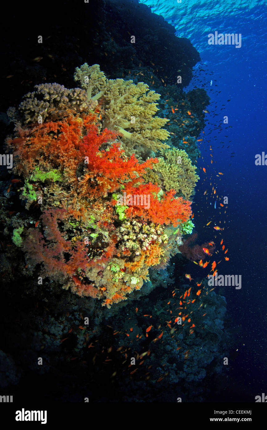 Soft corals, Red Sea Stock Photo