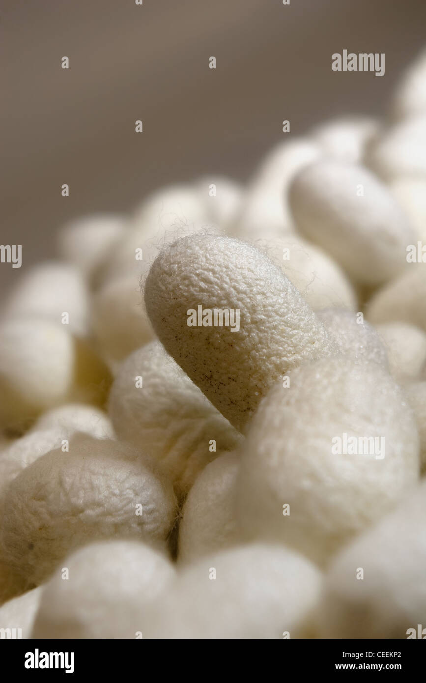 beige silk worm cocoons closeup with empty space for insert text Stock Photo
