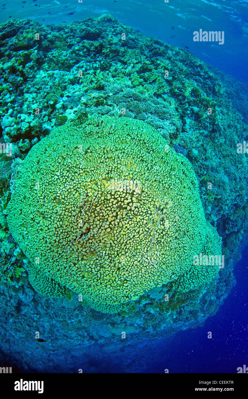 Hard coral formation, Red Sea Stock Photo