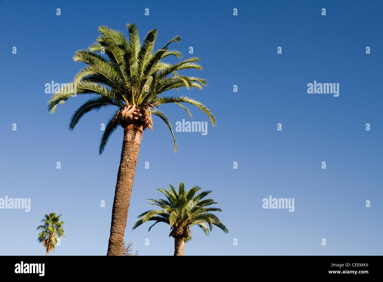 Three palm trees in a city park in Bilbao Spain Stock Photo