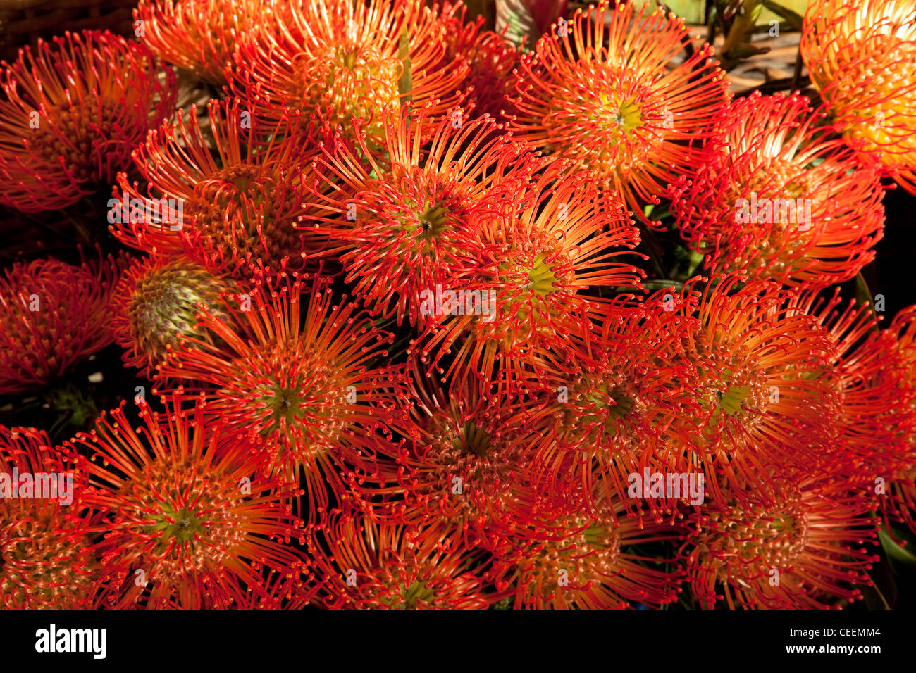 Flowering orange Proteus Flowers of Madeira in Funchal Market, Portugal. Stock Photo