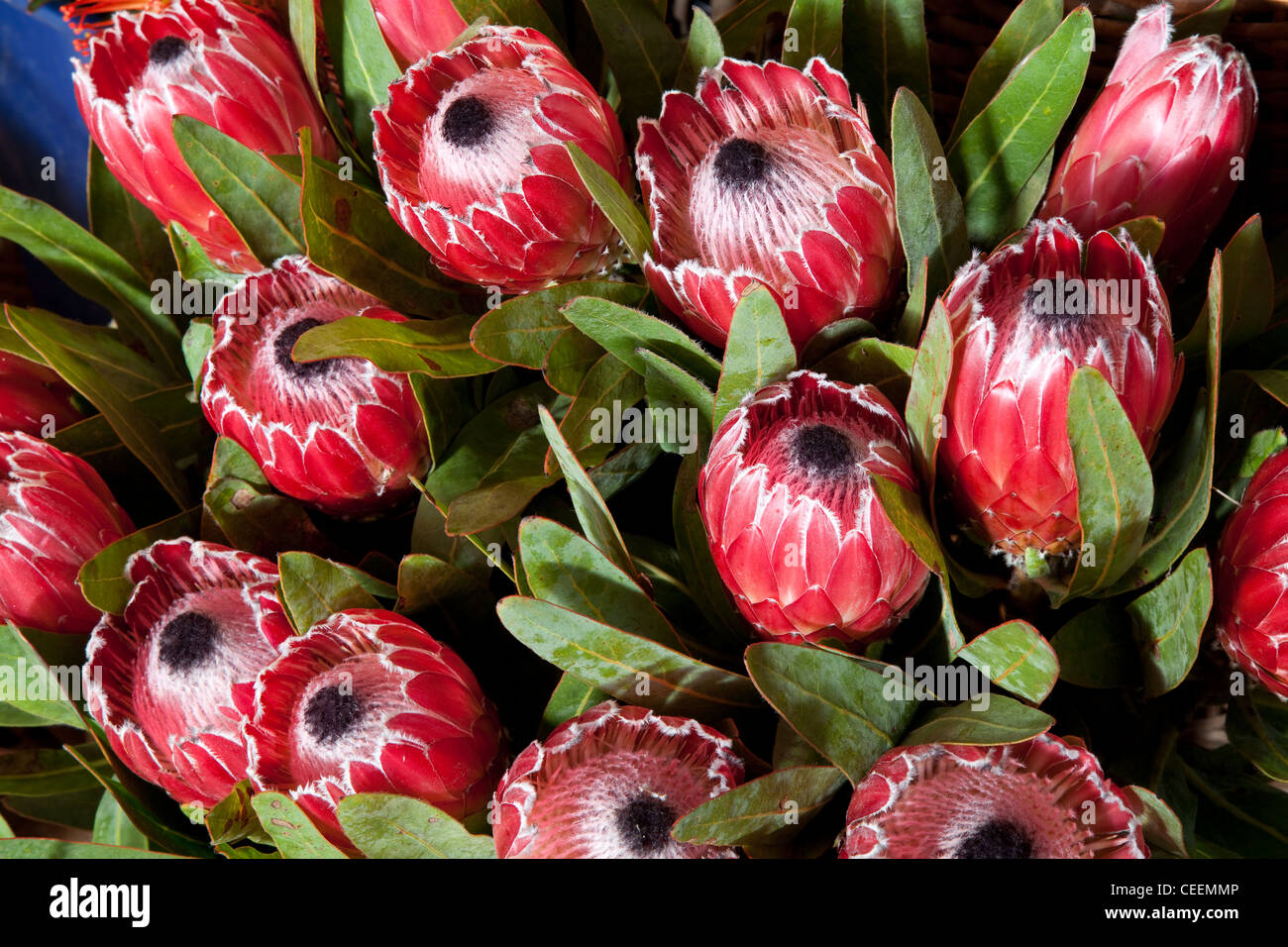 Flowering red Proteus, Flowers of Madeira in Funchal Market Stock Photo