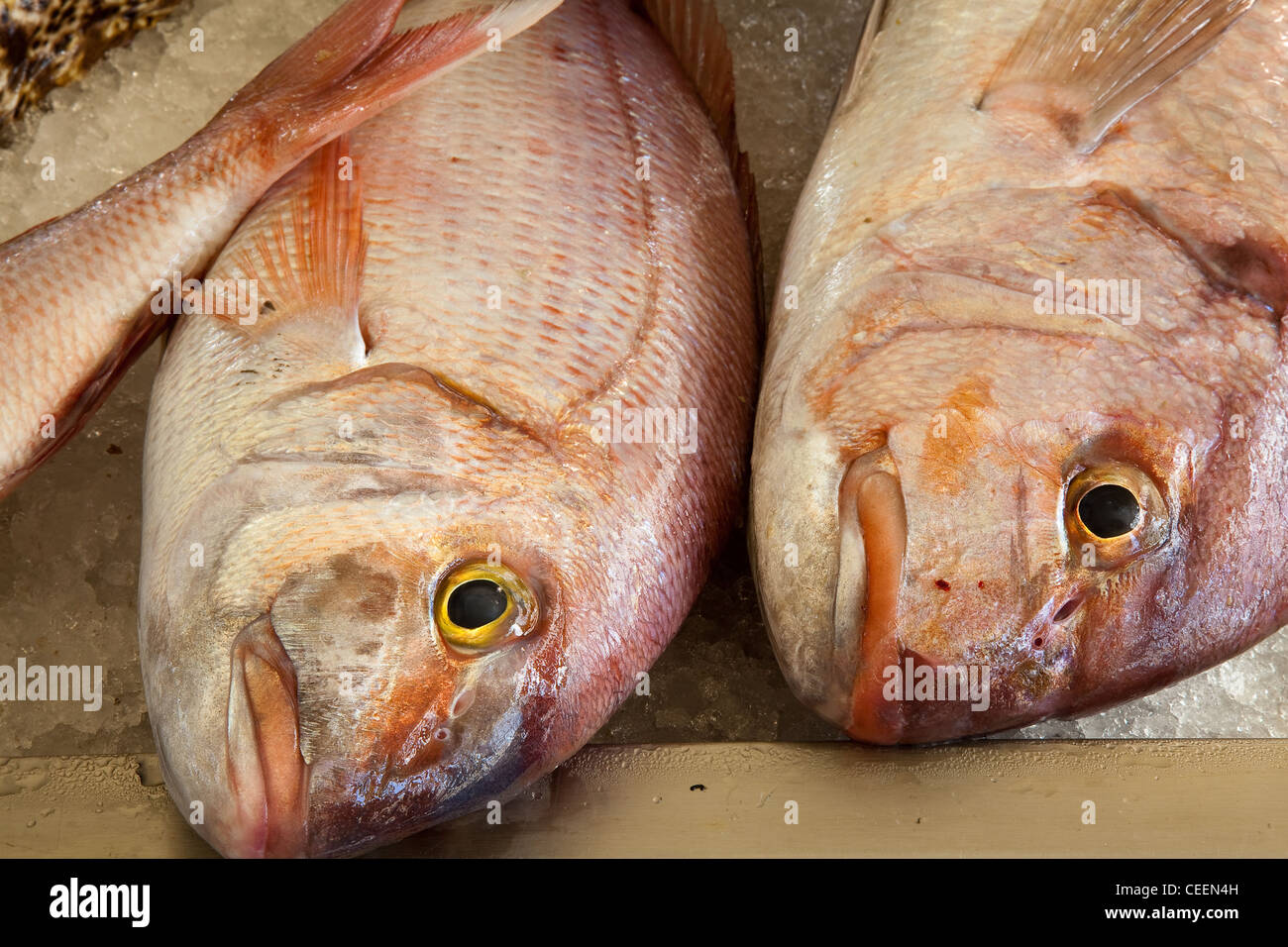 Red Bass Fish of Madeira on crushed ice in Funchal Fish Market