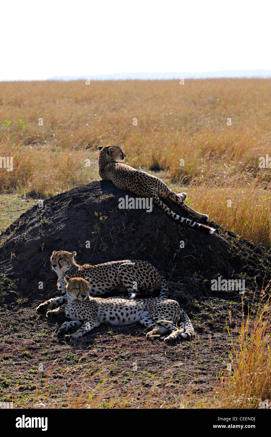 3 cheetahs on anthill, Masai Mara, Kenya Stock Photo
