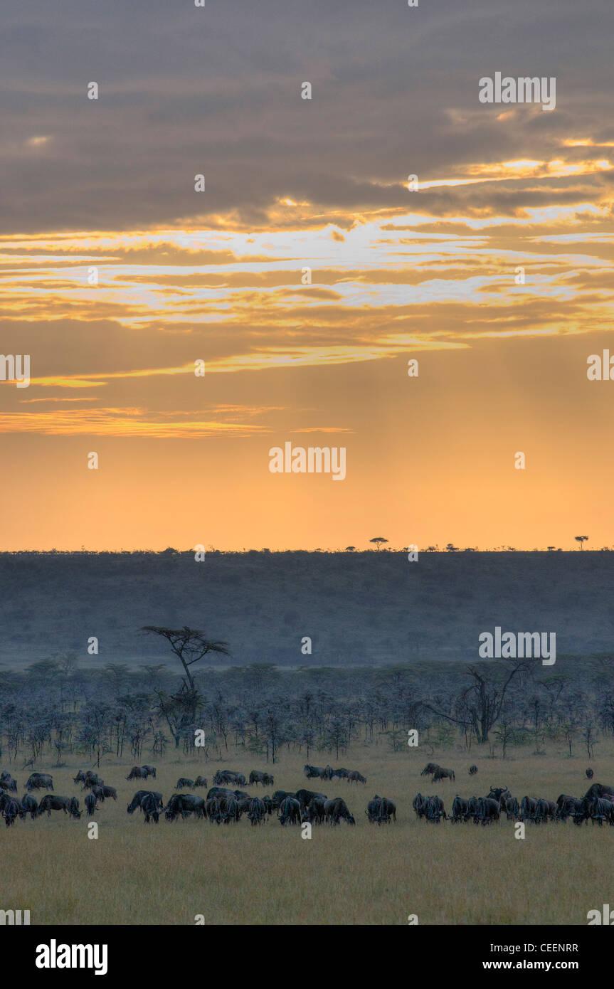 Masai giraffe sunset hi-res stock photography and images - Alamy