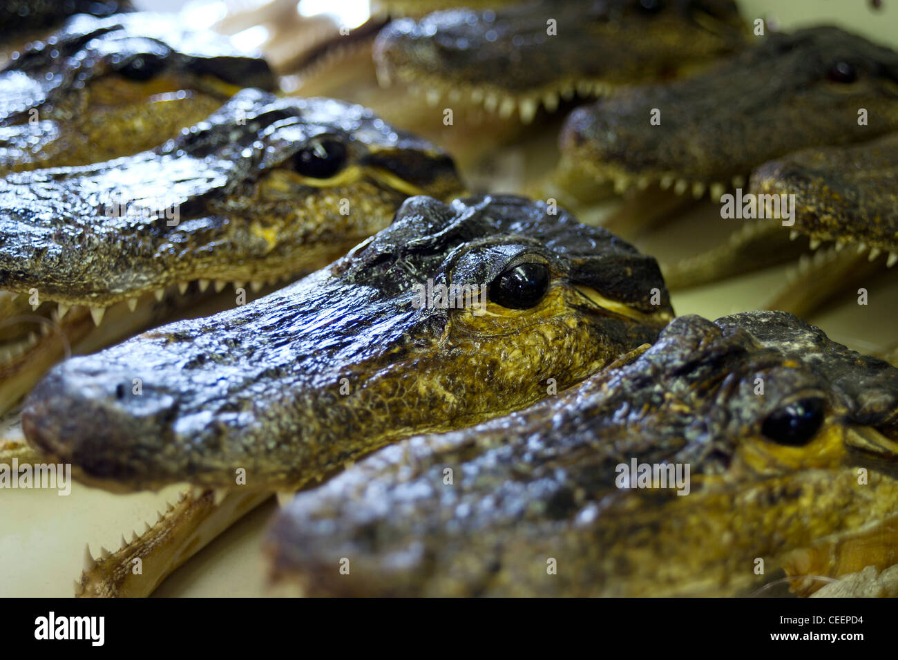 Alligator heads displayed for sale at a shop in Florida Stock Photo Alamy