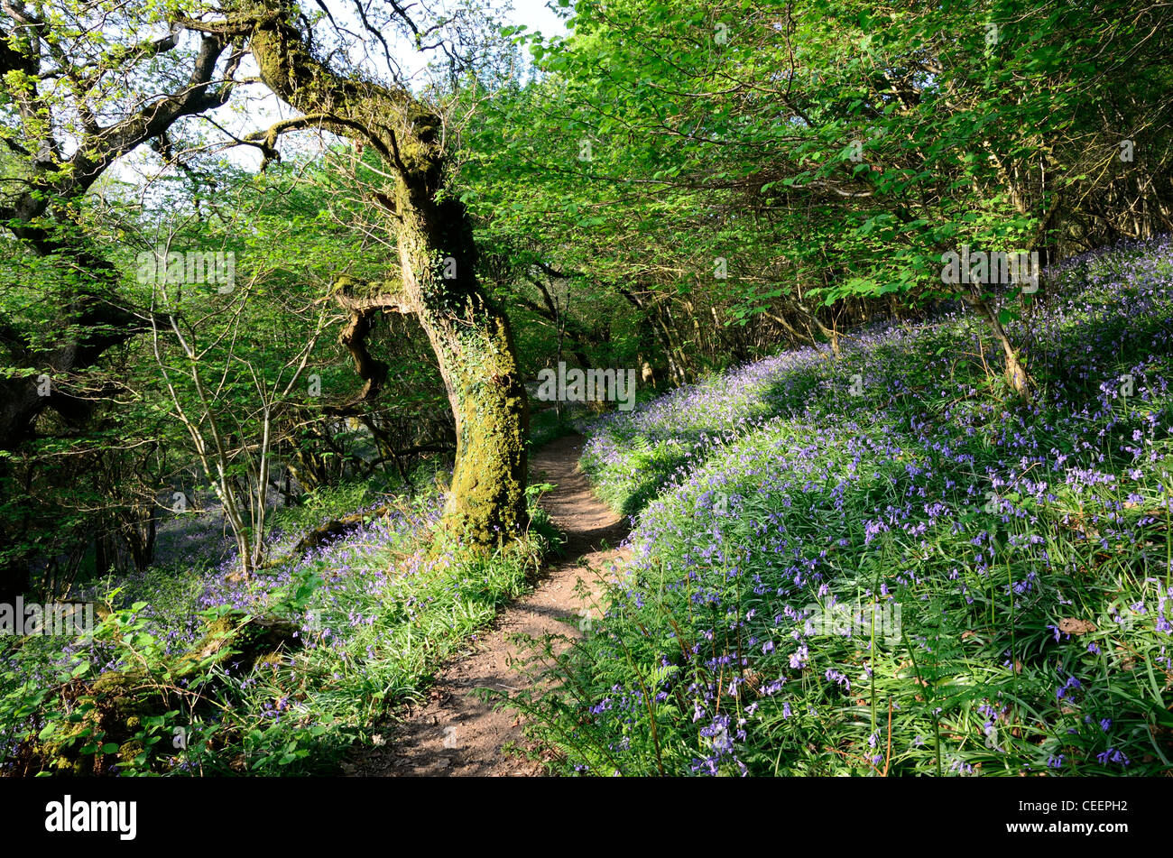 Path through a Bluebell carpeted ancient oak and hazel woodland Stock Photo