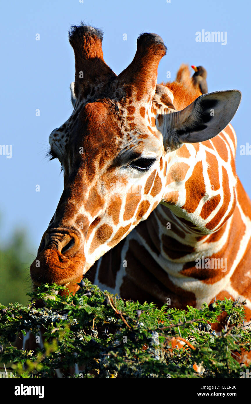 Giraffe eating acacia, Laikipia, Kenya Stock Photo