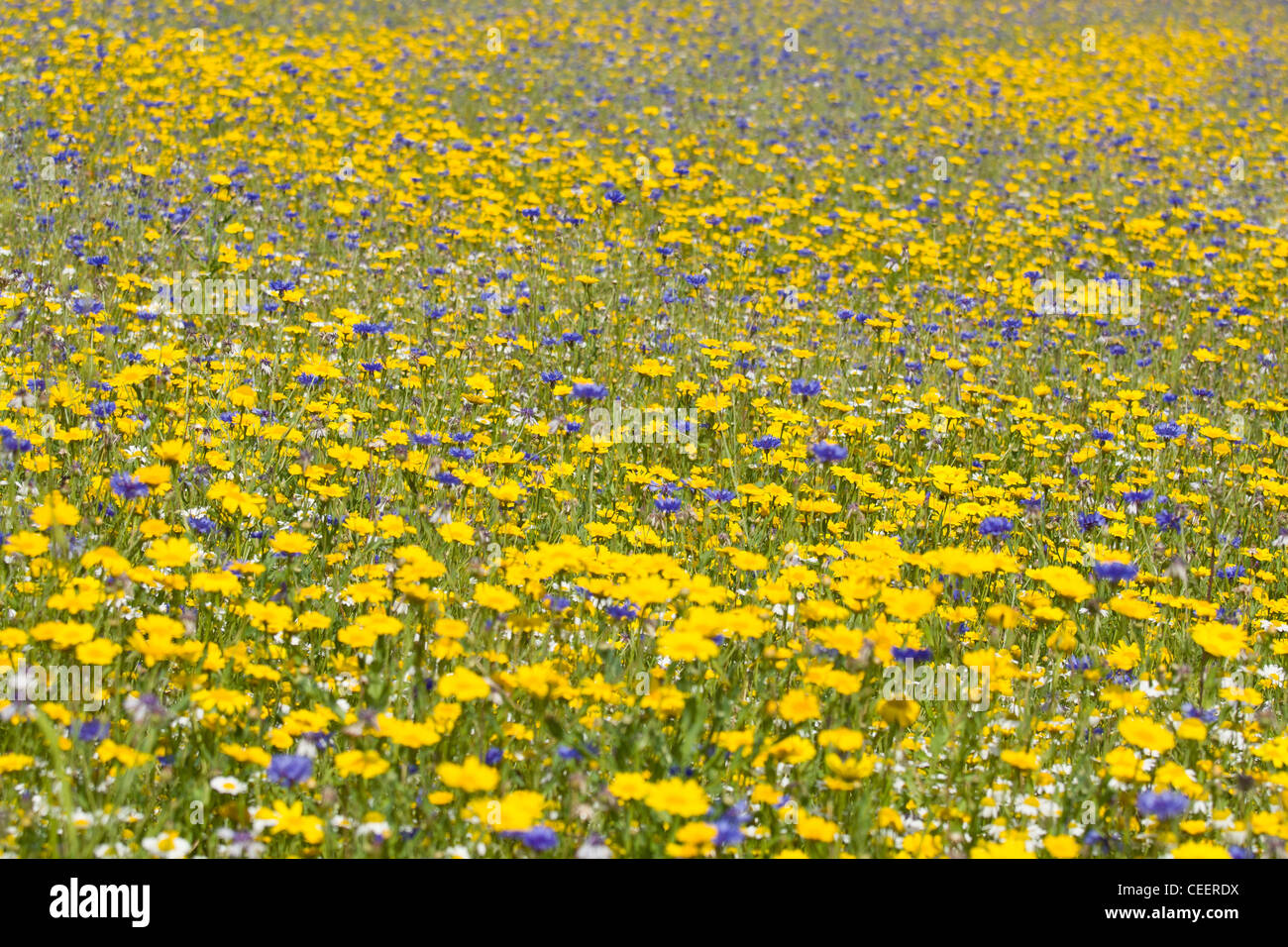 Wildflower meadow hi-res stock photography and images - Alamy