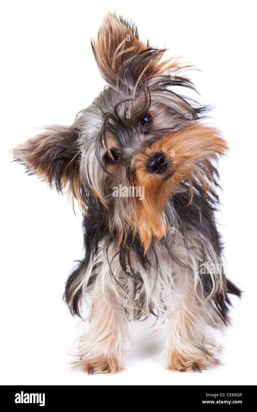 Yorkshire terrier looking at the camera in a head shot, against a white background Stock Photo