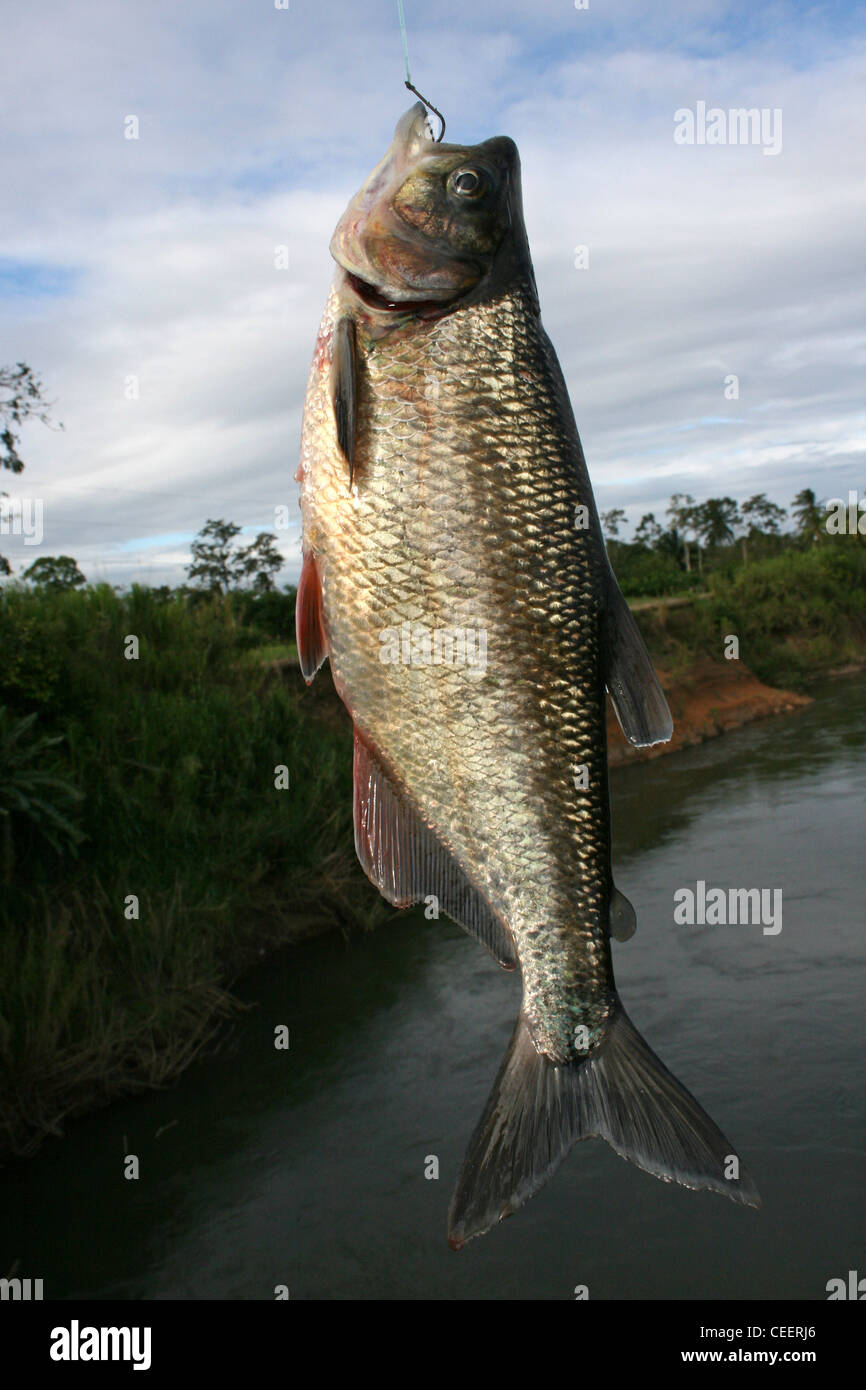 Freshwater Costa Rica Fish Stock Photo