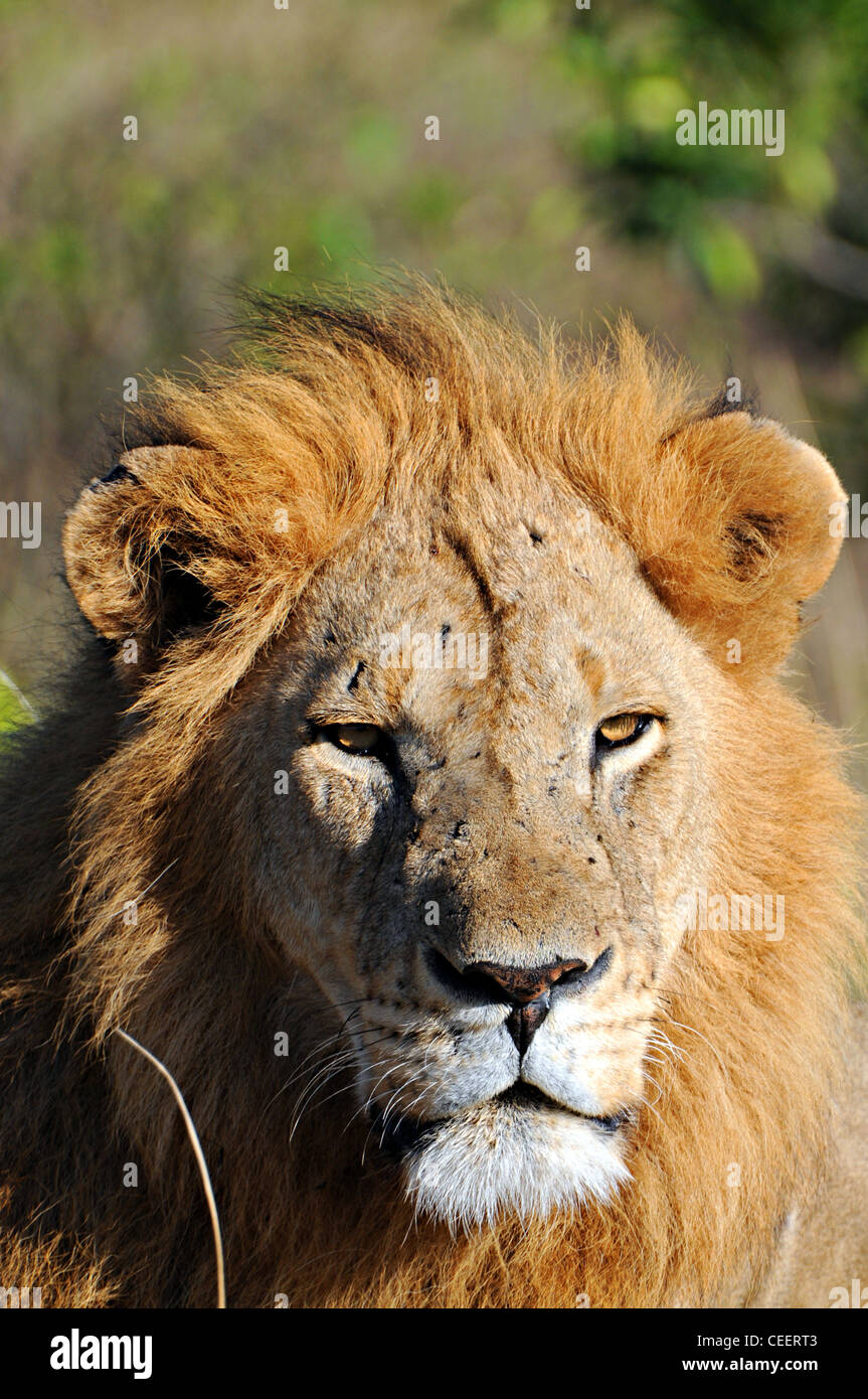 Lion masai mara hi-res stock photography and images - Alamy