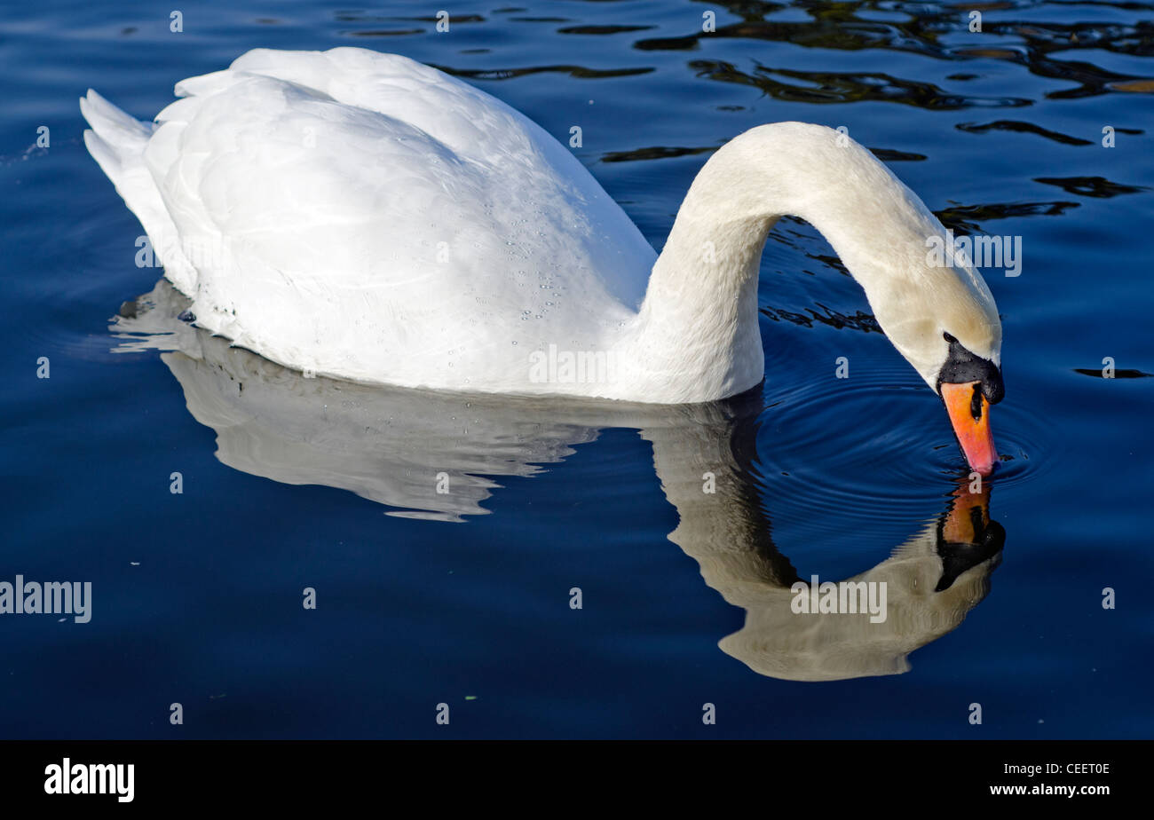 White Mute Swan (Cygnus olor) looking at it's reflection in water in Winter in the UK. Stock Photo