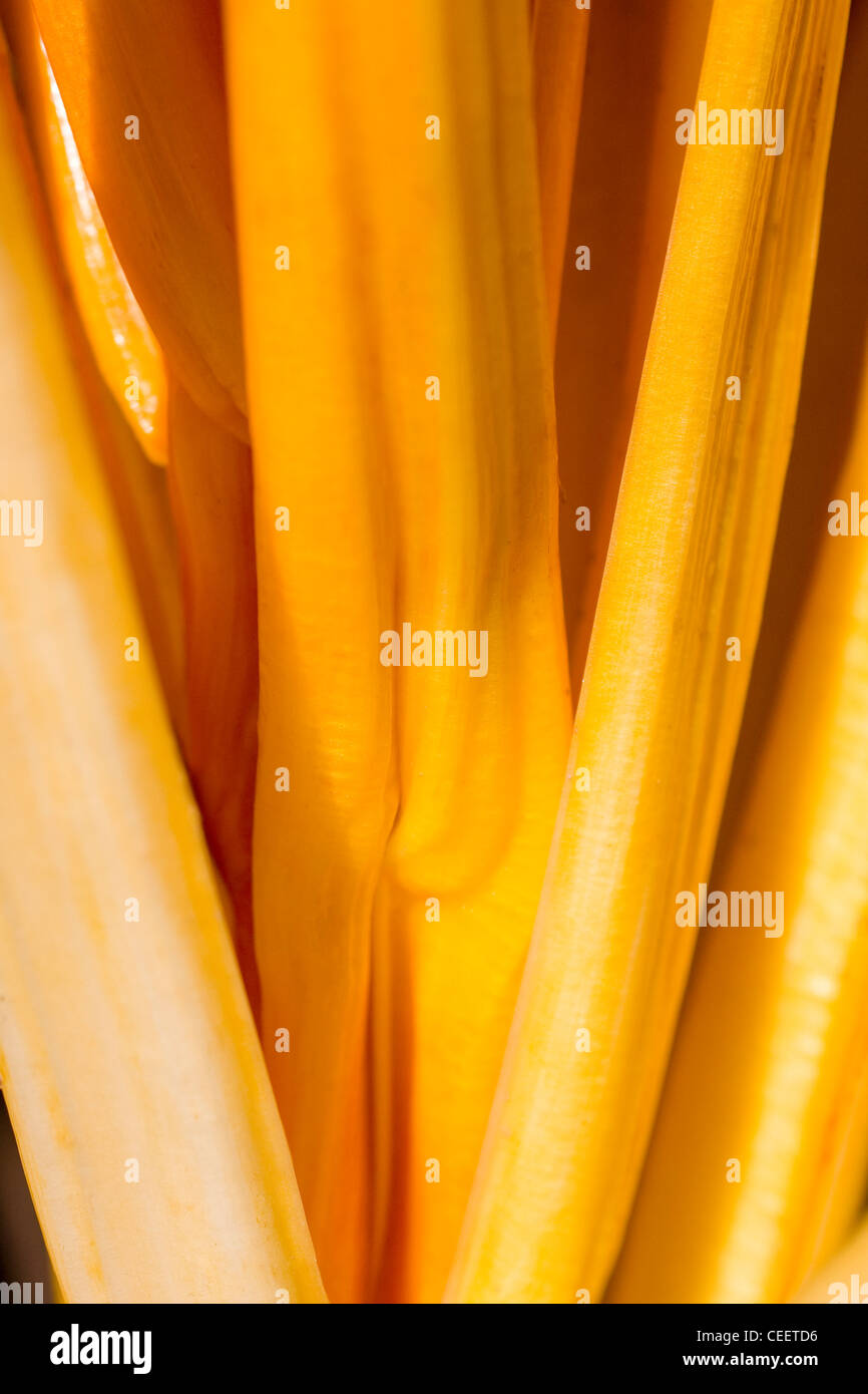 Edible stems hires stock photography and images Alamy