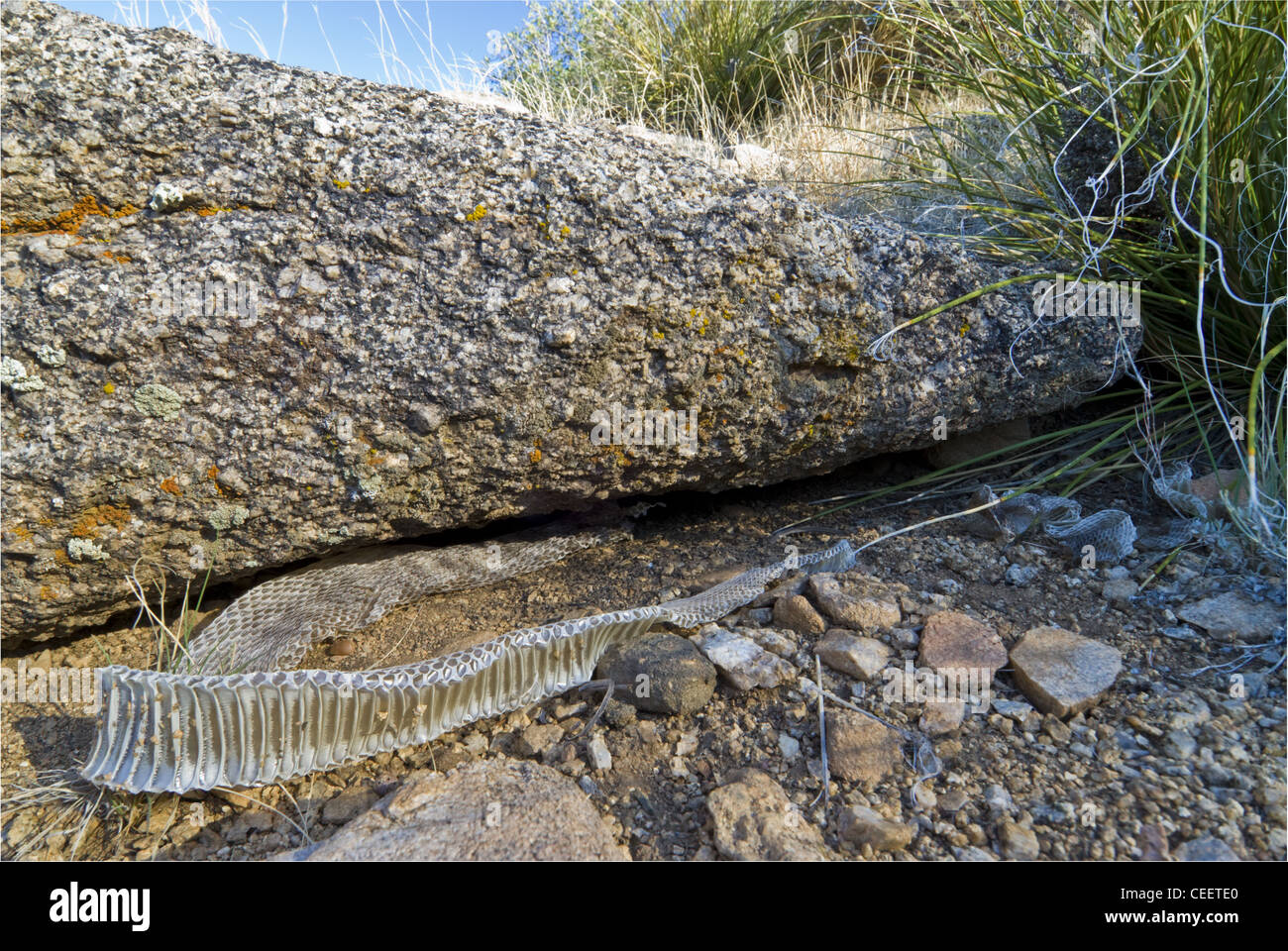 Shed skin of a Northern Black-tailed Rattlesnake, (Crotalus molossus molossus), beneath a granite boulder, New Mexico, USA. Stock Photo