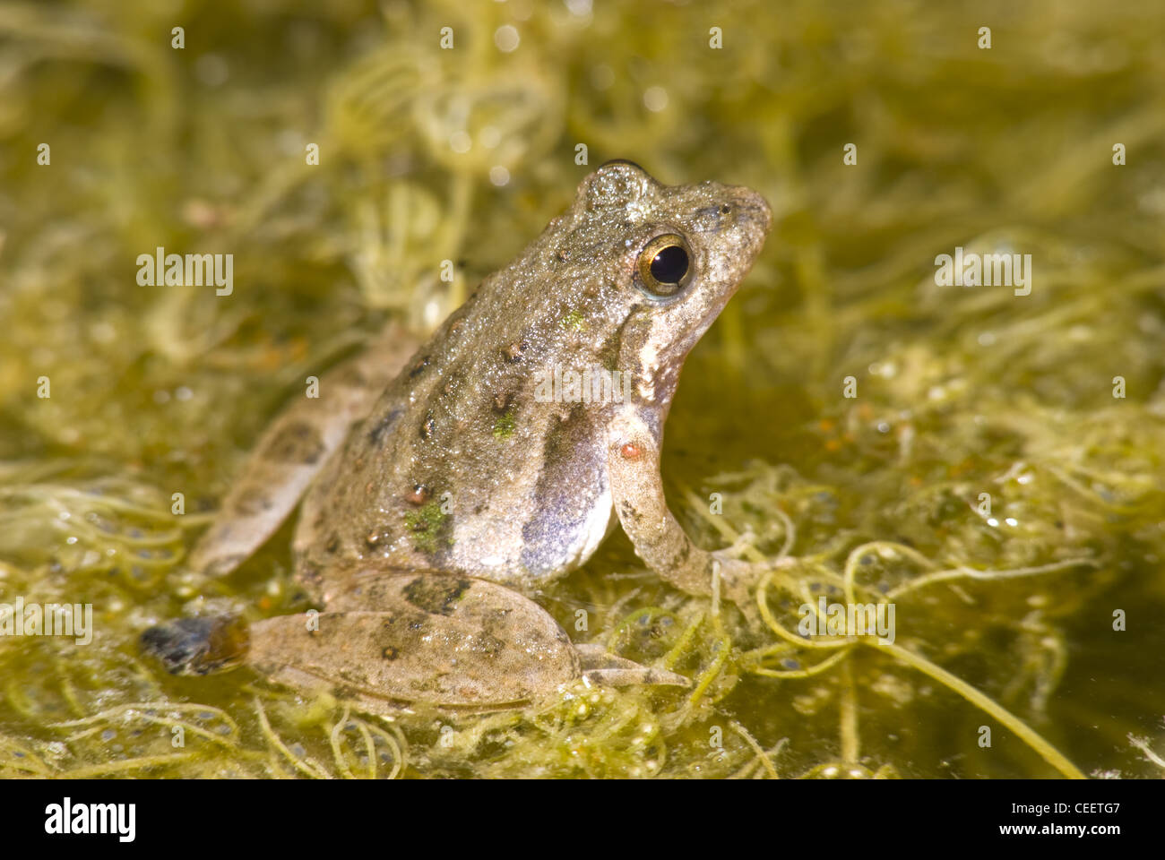 Blanchard's Cricket Frog, (Acris blanchardi), LBJ National Grasslands, Wise county, Texas, USA. Stock Photo
