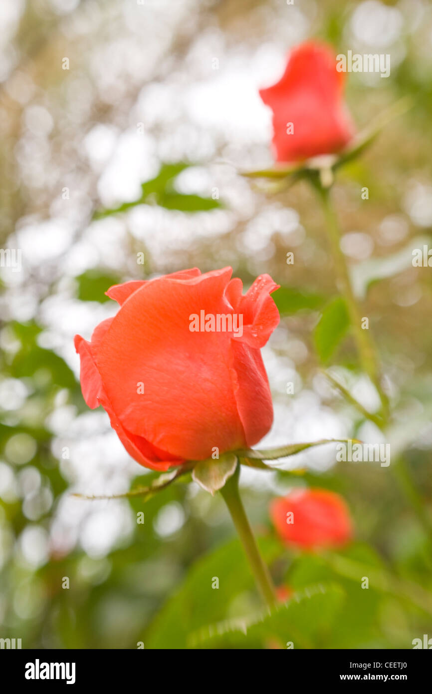 Garden red roses hi-res stock photography and images - Alamy