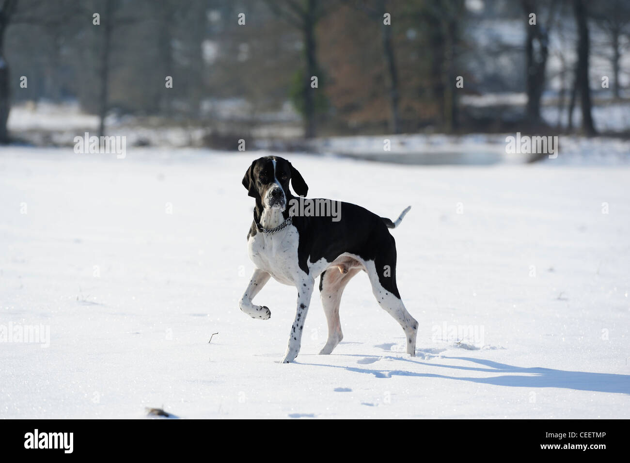 English pointer hires stock photography and images Alamy