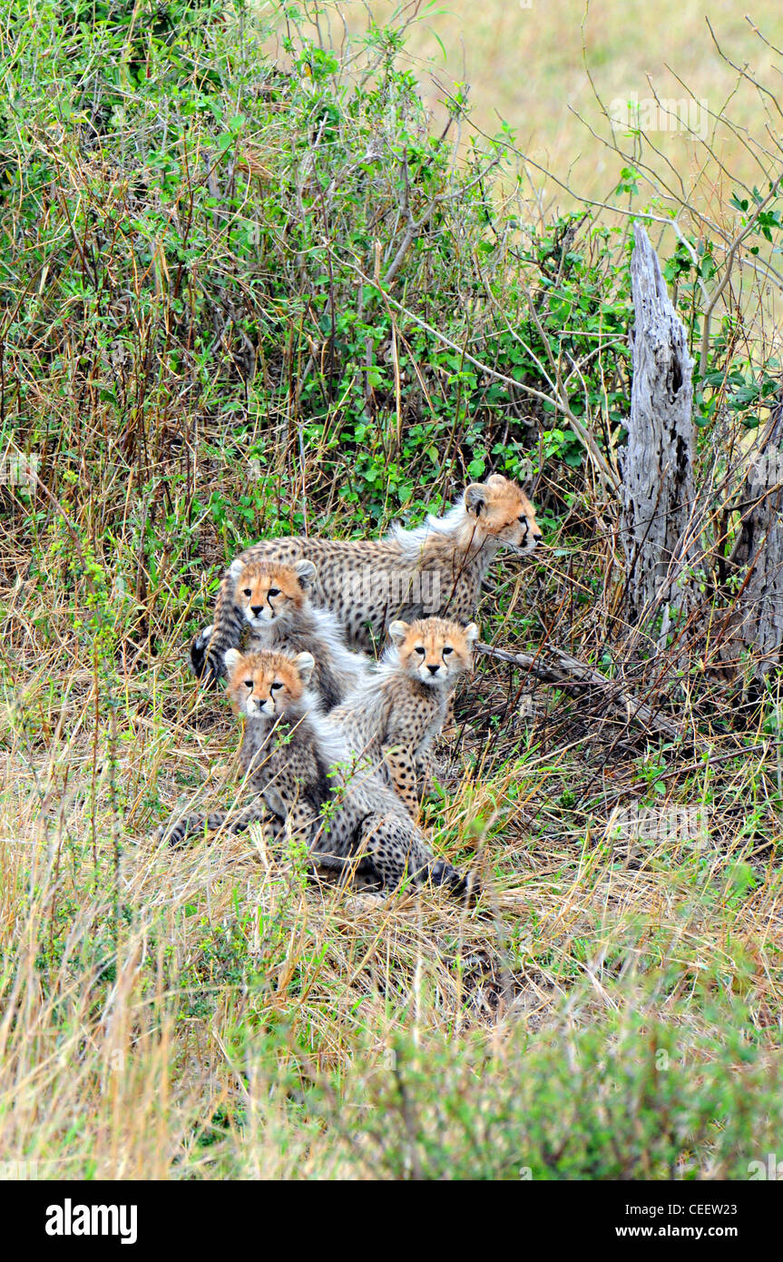 Cheetah Cubs, Masai Mara, Kenya Stock Photo Alamy