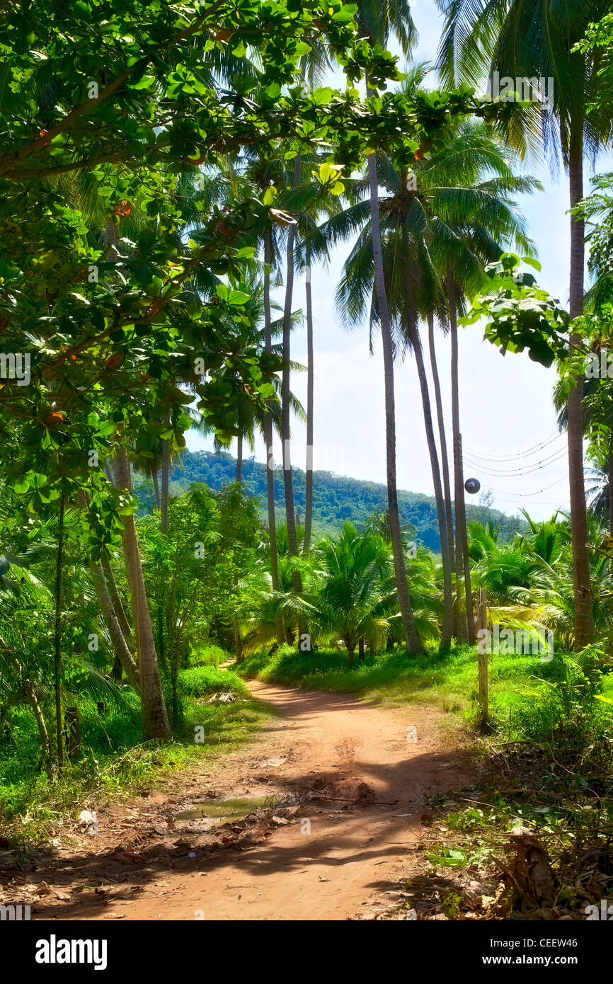 gound road in jungle at summer day, Thailand Stock Photo